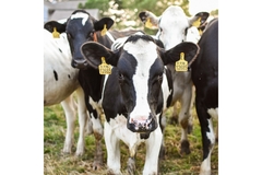 Cows.